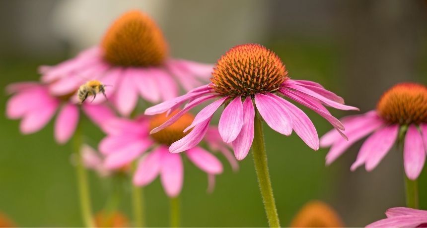 Plantas Para El Sistema Inmune - Josenea Bio